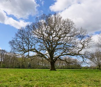 This landscape photograph features a bare Oak tree standing prominently in the foreground, its intricate branches spread wide against a backdrop of partial cloud and blue sky. The surrounding field is lush with fresh green grass, indicating the season is spring, and the leafless branches of the Oak and other trees suggest it is still early in the season before the foliage has fully emerged. The lighting and shadows indicate the image was captured during the late morning, giving the scene a clear and vibrant atmosphere. In the background, a line of trees extends across the horizon, further emphasizing the tranquil rural setting. The main subject, the Oak tree, draws attention to the beauty of spring and the resilience of trees during seasonal transitions.